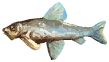 Blue-Finned Gudgeon