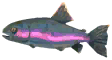 Coastal Rainbow Trout