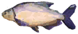 Common Bream