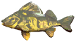 Common Perch