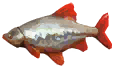 Common Roach