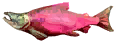 Cracked Salmon