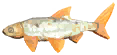 Dawn Dace