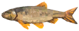 Honeyed Chub