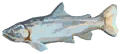 Marble Trout