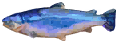 Moonbeam Salmon