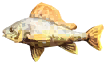Ruffe