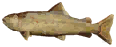 Softmouth Trout