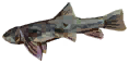 Stone Loach