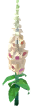 Foxglove