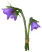 Harebell
