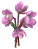 Hellebores