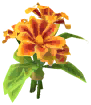 Marigold