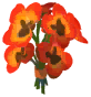 Pansy