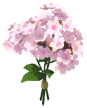 Phlox