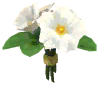 Primrose