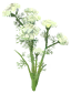 Dill