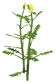 Hedge Mustard