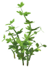 Lovage