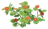 Nasturtian