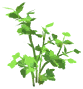 Parsley