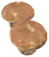 Penny Bun