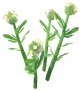 Pepperwort