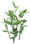 Sage