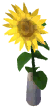Sunflower Vase