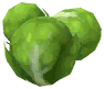 Cabbage Sprouts