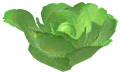 Lettuce