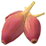 Shallot