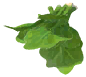 Spinach