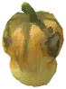 Squash