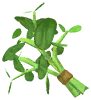 Basil