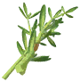 Rosemary