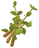 Thyme